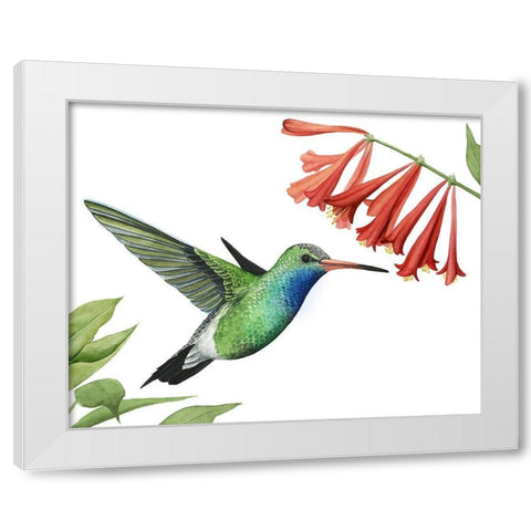 Hummingbird and Flower II White Modern Wood Framed Art Print by Popp, Grace