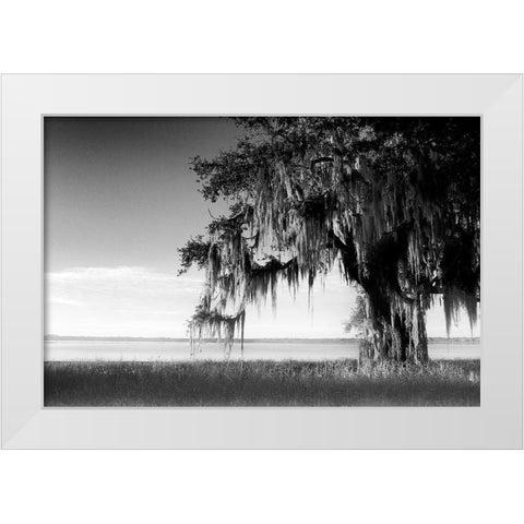 Southern Swing III White Modern Wood Framed Art Print by Nall, Skip