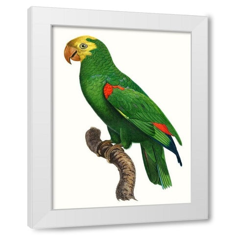Parrot of the Tropics III White Modern Wood Framed Art Print by Barraband