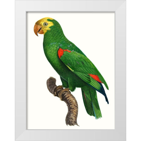 Parrot of the Tropics III White Modern Wood Framed Art Print by Barraband