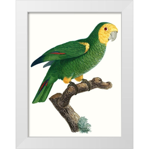 Parrot of the Tropics IV White Modern Wood Framed Art Print by Barraband