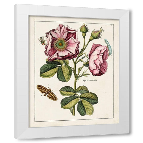 Pink Rose White Modern Wood Framed Art Print by Unknown