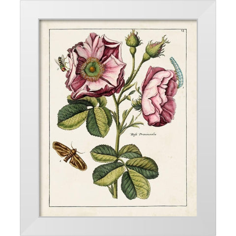Pink Rose White Modern Wood Framed Art Print by Unknown