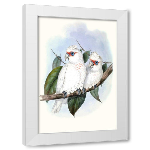 Pastel Parrots IV White Modern Wood Framed Art Print by Gould, John