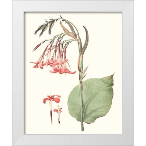 Soft Tropical III White Modern Wood Framed Art Print by Smith, George