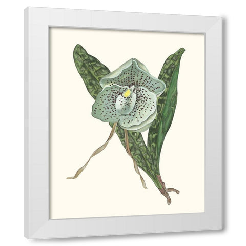 Orchid Display I White Modern Wood Framed Art Print by Wang, Melissa