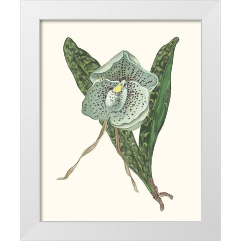 Orchid Display I White Modern Wood Framed Art Print by Wang, Melissa