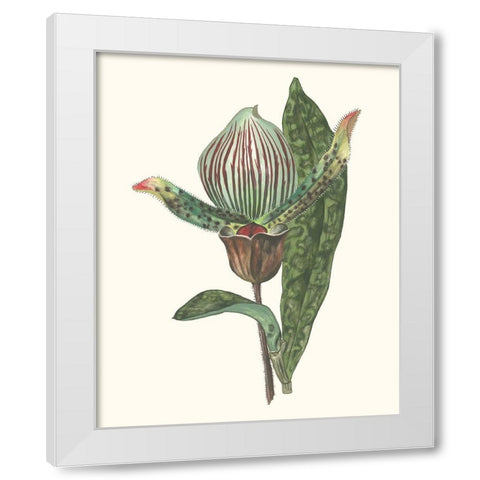 Orchid Display III White Modern Wood Framed Art Print by Wang, Melissa