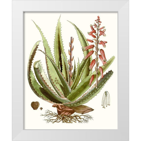 Antique Aloe I White Modern Wood Framed Art Print by Unknown