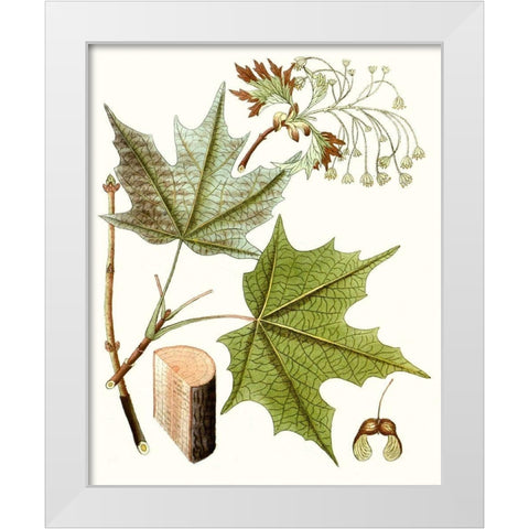 Maple Leaves III White Modern Wood Framed Art Print by Unknown