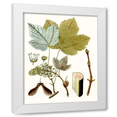 Maple Leaves IV White Modern Wood Framed Art Print by Unknown
