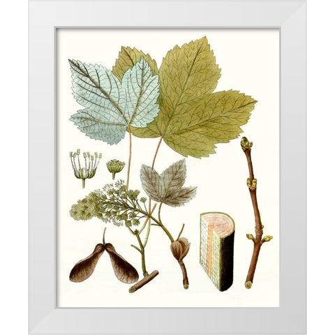 Maple Leaves IV White Modern Wood Framed Art Print by Unknown
