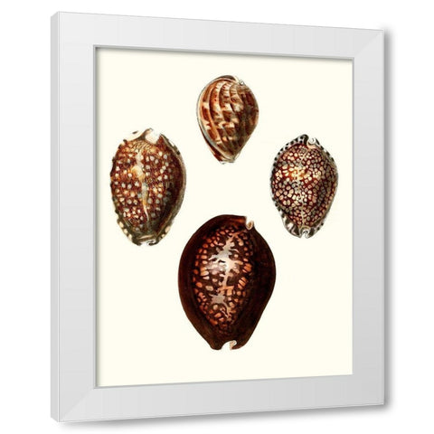 Conchologia Iconica I White Modern Wood Framed Art Print by Unknown