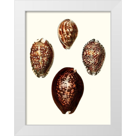 Conchologia Iconica I White Modern Wood Framed Art Print by Unknown