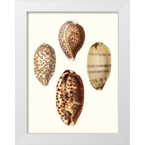 Conchologia Iconica II White Modern Wood Framed Art Print by Unknown