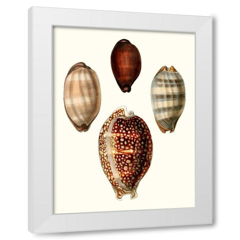 Conchologia Iconica III White Modern Wood Framed Art Print by Unknown