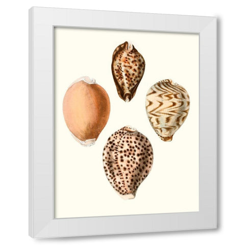 Conchologia Iconica IV White Modern Wood Framed Art Print by Unknown