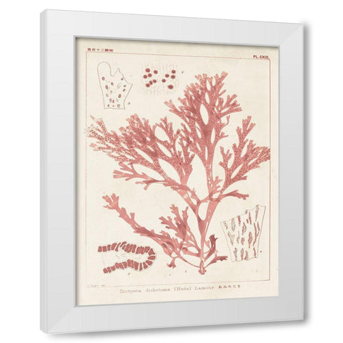 Antique Coral Seaweed I White Modern Wood Framed Art Print by Vision Studio