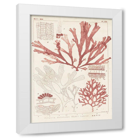 Antique Coral Seaweed IV White Modern Wood Framed Art Print by Vision Studio