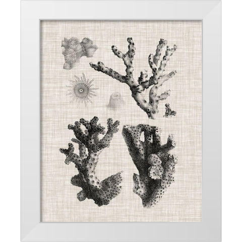 Coral Specimen I White Modern Wood Framed Art Print by Vision Studio