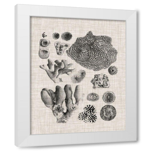 Coral Specimen II White Modern Wood Framed Art Print by Vision Studio