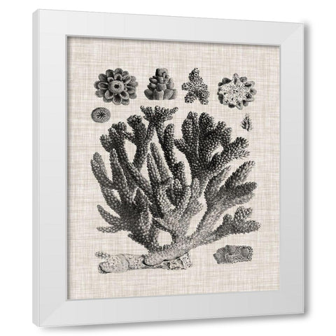 Coral Specimen IV White Modern Wood Framed Art Print by Vision Studio