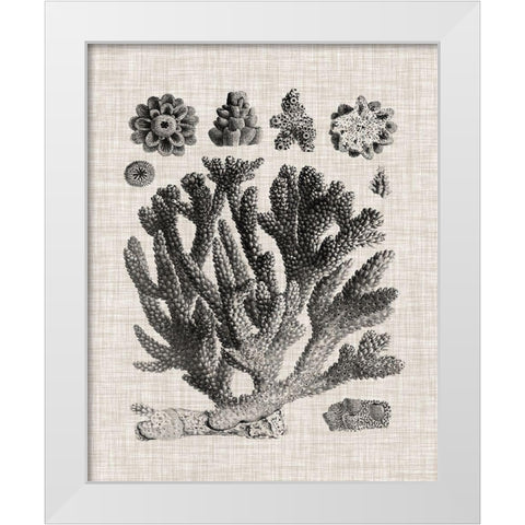 Coral Specimen IV White Modern Wood Framed Art Print by Vision Studio