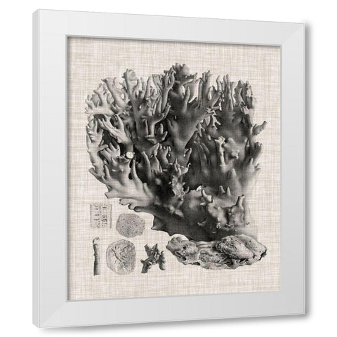 Coral Specimen V White Modern Wood Framed Art Print by Vision Studio