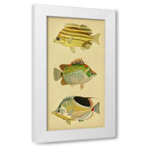 Trio of Tropical Fish I White Modern Wood Framed Art Print by Vision Studio