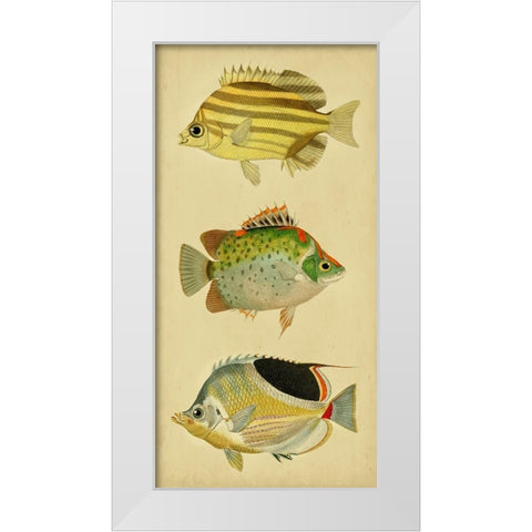 Trio of Tropical Fish I White Modern Wood Framed Art Print by Vision Studio