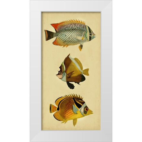 Trio of Tropical Fish II White Modern Wood Framed Art Print by Vision Studio