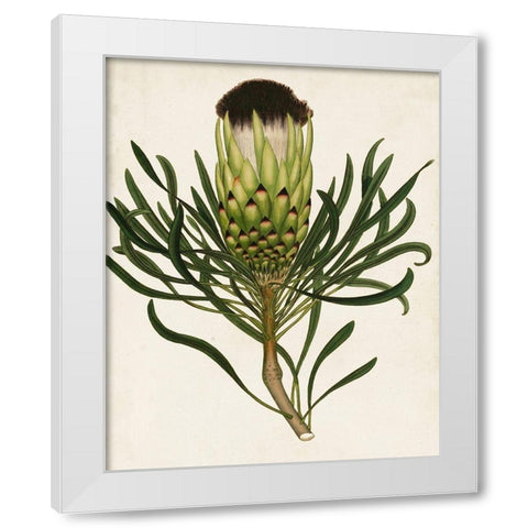Antique Protea II White Modern Wood Framed Art Print by Unknown