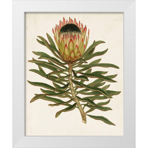 Antique Protea VI White Modern Wood Framed Art Print by Unknown