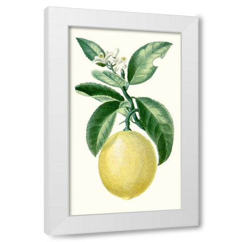 Turpin Fruit I White Modern Wood Framed Art Print by Turpin