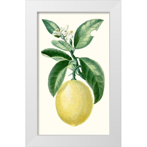 Turpin Fruit I White Modern Wood Framed Art Print by Turpin