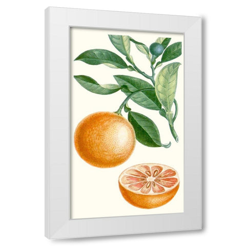 Turpin Fruit II White Modern Wood Framed Art Print by Turpin