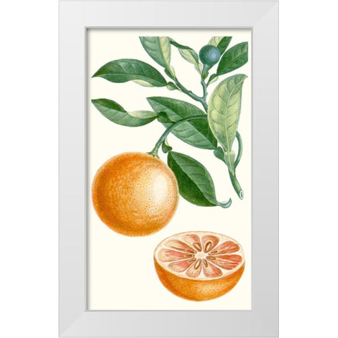 Turpin Fruit II White Modern Wood Framed Art Print by Turpin