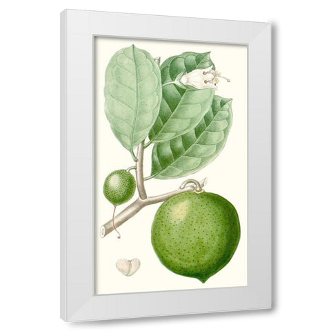 Turpin Fruit III White Modern Wood Framed Art Print by Turpin