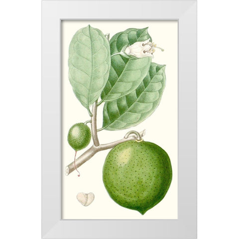 Turpin Fruit III White Modern Wood Framed Art Print by Turpin