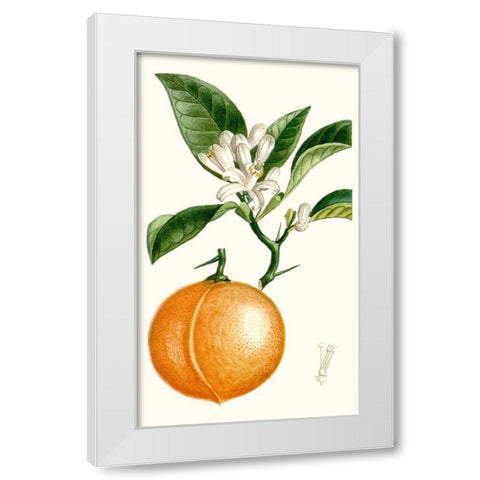 Turpin Fruit IV White Modern Wood Framed Art Print by Turpin
