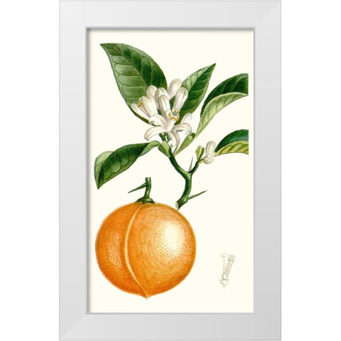 Turpin Fruit IV White Modern Wood Framed Art Print by Turpin