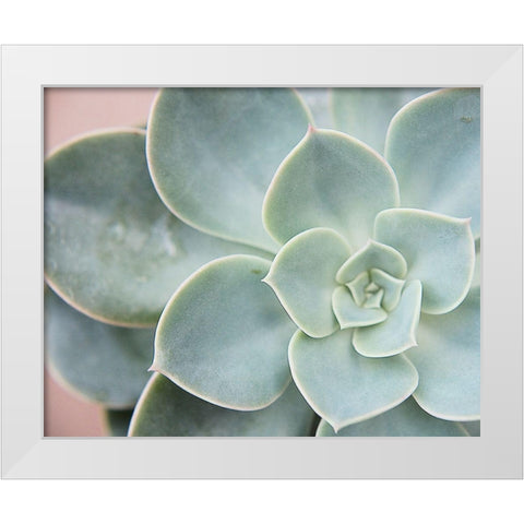 Succulent Glow III White Modern Wood Framed Art Print by Johnson, Jason