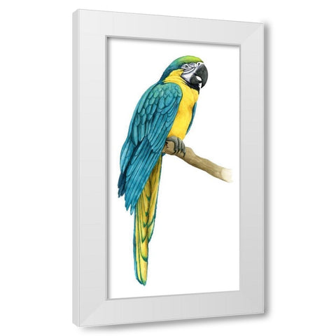 Teal Macaw I White Modern Wood Framed Art Print by Popp, Grace