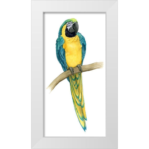 Teal Macaw II White Modern Wood Framed Art Print by Popp, Grace
