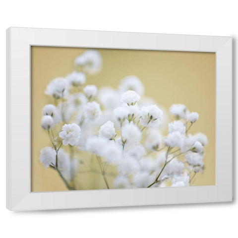 Babys Breath Study III White Modern Wood Framed Art Print by McLoughlin, James