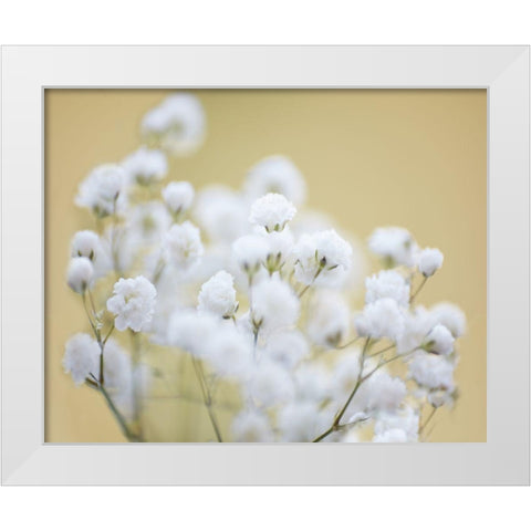 Babys Breath Study III White Modern Wood Framed Art Print by McLoughlin, James