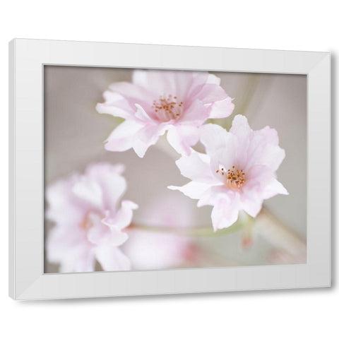 Cherry Blossom Study III White Modern Wood Framed Art Print by McLoughlin, James