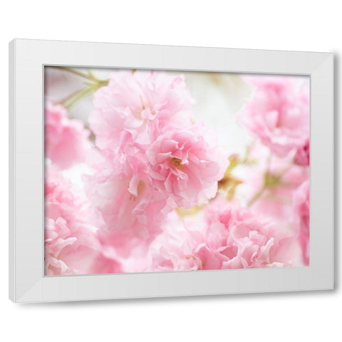 Cherry Blossom Study V White Modern Wood Framed Art Print by McLoughlin, James