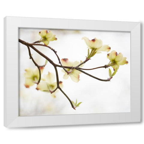 Dogwood Detail I White Modern Wood Framed Art Print by McLoughlin, James