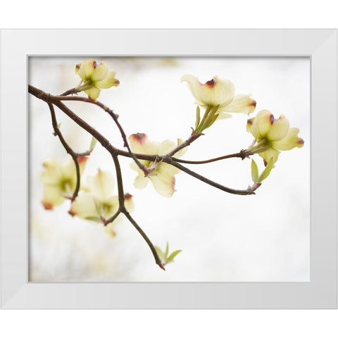 Dogwood Detail I White Modern Wood Framed Art Print by McLoughlin, James